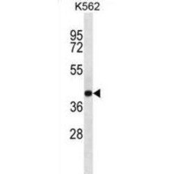 SEC14-Like Protein 4 (SEC14L4) Antibody