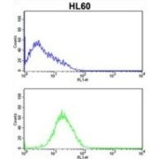 Caspase 2 (CASP2) Antibody