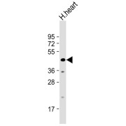 WB analysis of human heart lysate, using WDR45 Antibody (1/1000 dilution). Predicted band size: 40 kDa. Blocking/Dilution buffer: 5% NFDM/TBST.