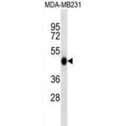 WD Repeat Domain Phosphoinositide-Interacting Protein 2 (WIPI2) Antibody