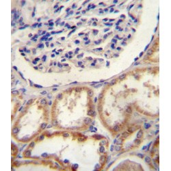 Serine Protease HTRA1 (HTRA1) Antibody