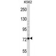 Threonine Synthase-Like 1 (THNSL1) Antibody