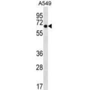 WSC Domain-Containing Protein 2 (WSCD2) Antibody