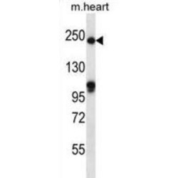 Slit Homolog 1 (SLIT1) Antibody