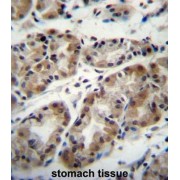 TATA-Box Binding Protein Associated Factor 8 (TAF8) Antibody