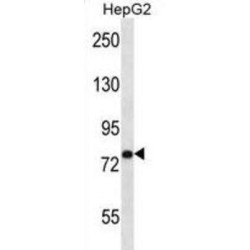 Ubiquitin Carboxyl-Terminal Hydrolase 45 (USP45) Antibody