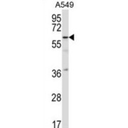 Transcription Factor CP2-Like Protein 1 (TFCP2L1) Antibody