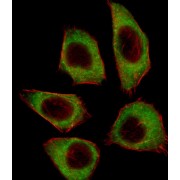 Cysteine/serine-Rich Nuclear Protein 2 (CSRNP2) Antibody