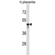 Potassium Voltage-Gated Channel Subfamily S Member 2 (KCNS2) Antibody