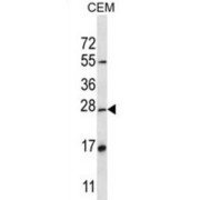 D4S234E Antibody