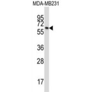 abx027428