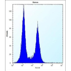 Ubinuclein-2 (UBN2) Antibody