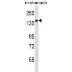 Ubinuclein-2 (UBN2) Antibody