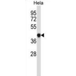 Protein Lifeguard 1 (GRINA) Antibody