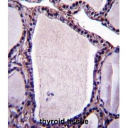 Protein FAN (NSMAF) Antibody