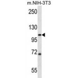 SIDT2 Antibody