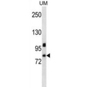 PDZ Domain-Containing Protein 4 (PDZD4) Antibody