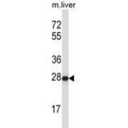 Hairy And Enhancer of Split-Related Protein HELT (HELT) Antibody