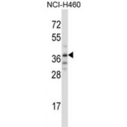 Tripartite Motif-Containing Protein 31 (TRIM31) Antibody