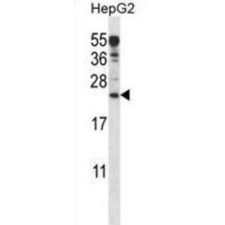 Ankyrin Repeat Domain-Containing Protein 22 (ANKRD22) Antibody