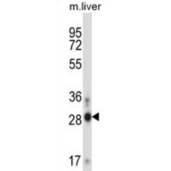 Protein Atonal Homolog 8 (ATOH8) Antibody