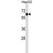 Adhesion Molecule With Ig Like Domain 1 (AMIGO1) Antibody