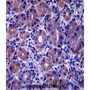 Germ Cell-Specific Gene 1-Like Protein (GSG1L) Antibody