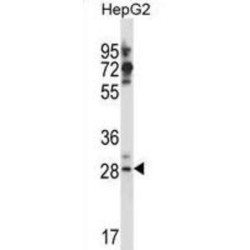 Germ Cell-Specific Gene 1-Like Protein (GSG1L) Antibody