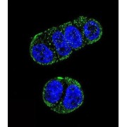 Glutamate Carboxypeptidase 2 (FOLH1) Antibody