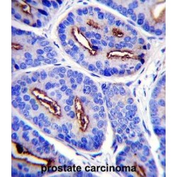 Glutamate Carboxypeptidase 2 (FOLH1) Antibody