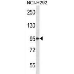 Histone Deacetylase 4 (HDAC4) Antibody