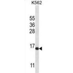 Histone H2A.X (H2AFX) Antibody