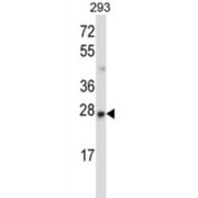 Methyl-CpG Binding Domain Protein 3 (MBD3) Antibody