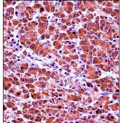 Chymotrypsin Like Elastase Family Member 3B (CELA3B) Antibody