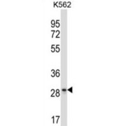 Leukocyte Associated Immunoglobulin Like Receptor 1 (LAIR1) Antibody