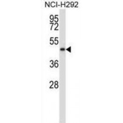 C5orf33 Antibody