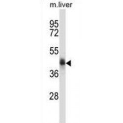 C5orf33 Antibody