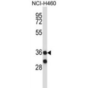 Membrane Associated Ring-CH-Type Finger 11 (MARCHF11) Antibody