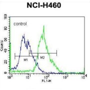 Mannosyl Alpha-1,6-Glycoprotein Beta-1,6-N-Acetylglucosaminyltransferase (MGAT5) Antibody