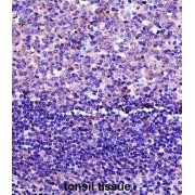 HLA Class II Histocompatibility Antigen, DP Beta 1 Chain (HLA-DPB1) Antibody