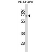 Neuropeptide FF Receptor 2 (NPFFR2) Antibody