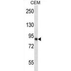 Calpain-11 (CAPN11) Antibody