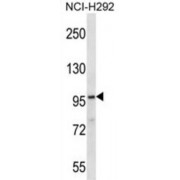 Protein FAM83G (FA83G) Antibody