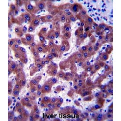 Methylsterol Monooxygenase 1 (MSMO1) Antibody