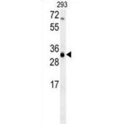 WB analysis of 293 cell line lysates.