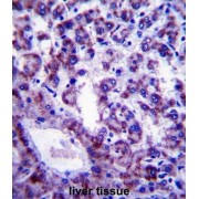 Phospholipid Scramblase 4 (PLSCR4) Antibody