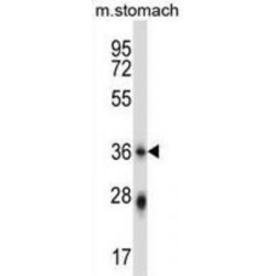 Phospholipid Scramblase 4 (PLSCR4) Antibody