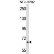 WB analysis of NCI-H292 cell lysates.