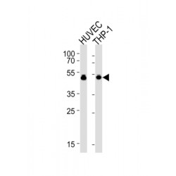 Vasodilator-Stimulated Phosphoprotein (VASP) Antibody