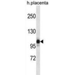 NLR Family Pyrin Domain Containing 12 (NLRP12) Antibody